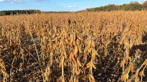 Illinois soybean farmers face uncertainty amid MAHA push against seed oils