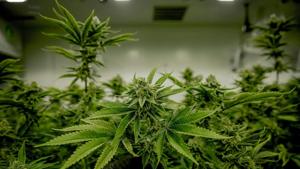 Illinois Quick Hits: Pritzker awards $31.8M in forgivable cannabis loans