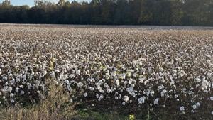 USDA plan rallies around American cotton farmers