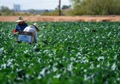 Mexican citizens charged with agricultural visa fraud