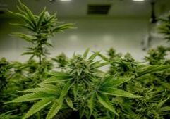 Illinois Quick Hits: Pritzker awards $31.8M in forgivable cannabis loans