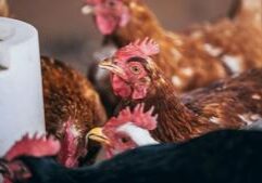 U.S. House OKs Fetterman bill allowing SNAP to cover hot rotisserie chicken