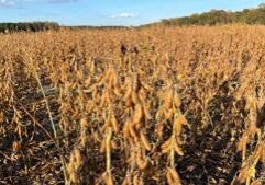 Illinois soybean farmers face uncertainty amid MAHA push against seed oils
