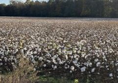 USDA plan rallies around American cotton farmers