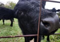 Illinois beef producers say Trump’s Argentina beef plan hurts farmers