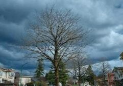 Illinois quick hits: Two additional tornadoes confirmed